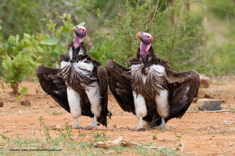 Comedy Wildlife Photography Awards 2022