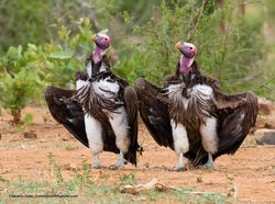 Karya Finalis Kontes Foto Kocak Hewan, Asli Bikin Ngakak!