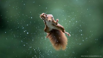 Jumping Jack Oleh Alex Pansier Foto: Comedy Wildlife Photography Awards