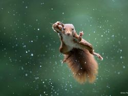 Karya Finalis Kontes Foto Kocak Hewan, Asli Bikin Ngakak!