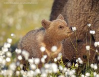 Comedy Wildlife Photography Awards 2022