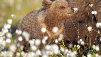 Romantic karya Valtteri Mulkahainen Foto: Comedy Wildlife Photography Awards