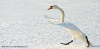 Comedy Wildlife Photography Awards 2022