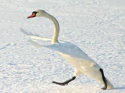 Karya Finalis Kontes Foto Kocak Hewan, Asli Bikin Ngakak!