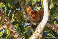 Comedy Wildlife Photography Awards 2022
