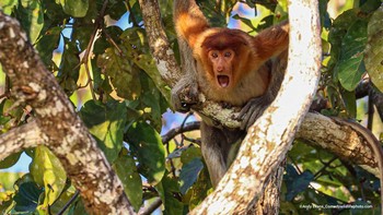 Berhenti Dan Menatap Oleh Andy Evans Foto: Comedy Wildlife Photography Awards