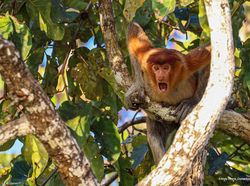 Karya Finalis Kontes Foto Kocak Hewan, Asli Bikin Ngakak!