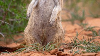 Aku Akan Mencekikmu! Oleh Emmanuel Do Linh San Foto: Comedy Wildlife Photography Awards