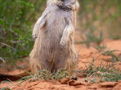 Karya Finalis Kontes Foto Kocak Hewan, Asli Bikin Ngakak!