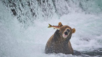 Fight Back Oleh John Chaney Foto: Comedy Wildlife Photography Awards