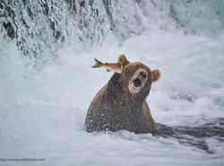 Karya Finalis Kontes Foto Kocak Hewan, Asli Bikin Ngakak!