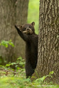 Comedy Wildlife Photography Awards 2022