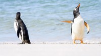 Penguin angkuh di Pulau Falkland karya Jennifer Hadley.