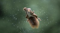 Traveler dapat memilih gambar yang menurut mereka paling lucu di www.comedywildlifephoto.com hingga 27 November. Pemenang keseluruhan akan diumumkan pada 8 Desember.