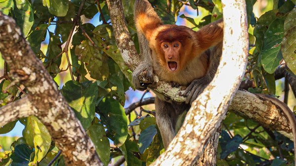 Seekor bekantan di Kalimantan yang terlihat sangat terkejut karya Andy Evans.