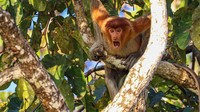 Seekor bekantan di Kalimantan yang terlihat sangat terkejut karya Andy Evans.