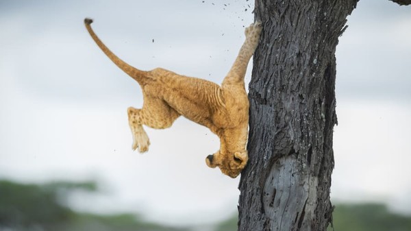 Seekor anak singa gagal saat mencoba memanjat pohon di Tanzania karya Jennifer Hadley.