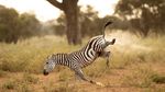 Dari Zebra Kentut yang Bikin Ngekek, Ini Hewan Liar Terlucu 2022