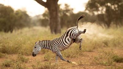 Dari Zebra Kentut yang Bikin Ngekek, Ini Hewan Liar Terlucu 2022