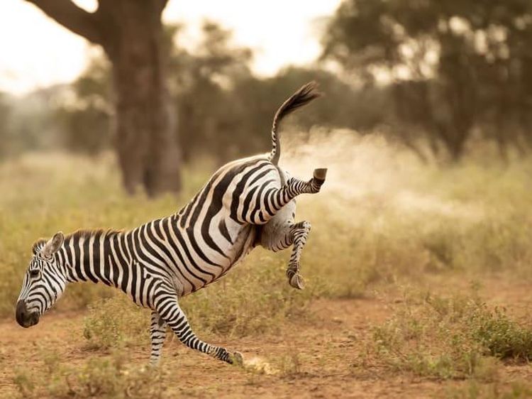 Dari Zebra Kentut yang Bikin Ngekek, Ini Hewan Liar Terlucu 2022