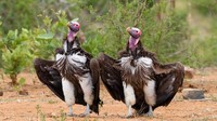 Burung nasar atau pemakan bangkai berwajah lucu di Afrika Selatan karya Saverio Gatto.