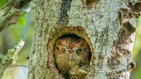 Burung hantu berkutat dengan tekanan ketat di sarangnya di Florida karya Mark Schocken.