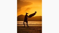 Seekor walabi seperti membanting temannya di pantai Australia, karya Michael Eastwell.