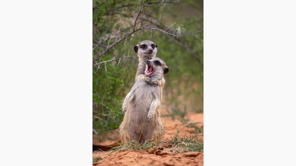 Meerkat bercanda di Afrika Selatan karya Emmanuel Do Linh San.