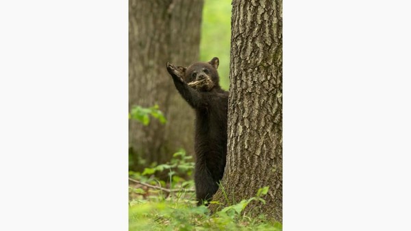 Seekor anak beruang hitam yang berpose dramatis di Wisconsin, karya Dave Shaffer.