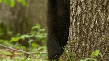 Curtain Call II Oleh Dave Shaffer Foto: Comedy Wildlife Photography Awards