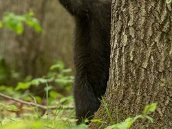 Karya Finalis Kontes Foto Kocak Hewan, Asli Bikin Ngakak!