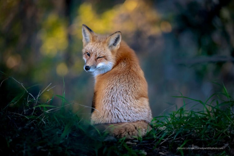 Comedy Wildlife Photography Awards 2022