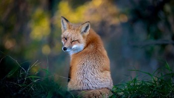 The Wink Oleh Kevin Lohman Foto: Comedy Wildlife Photography Awards