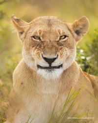 Comedy Wildlife Photography Awards 2022