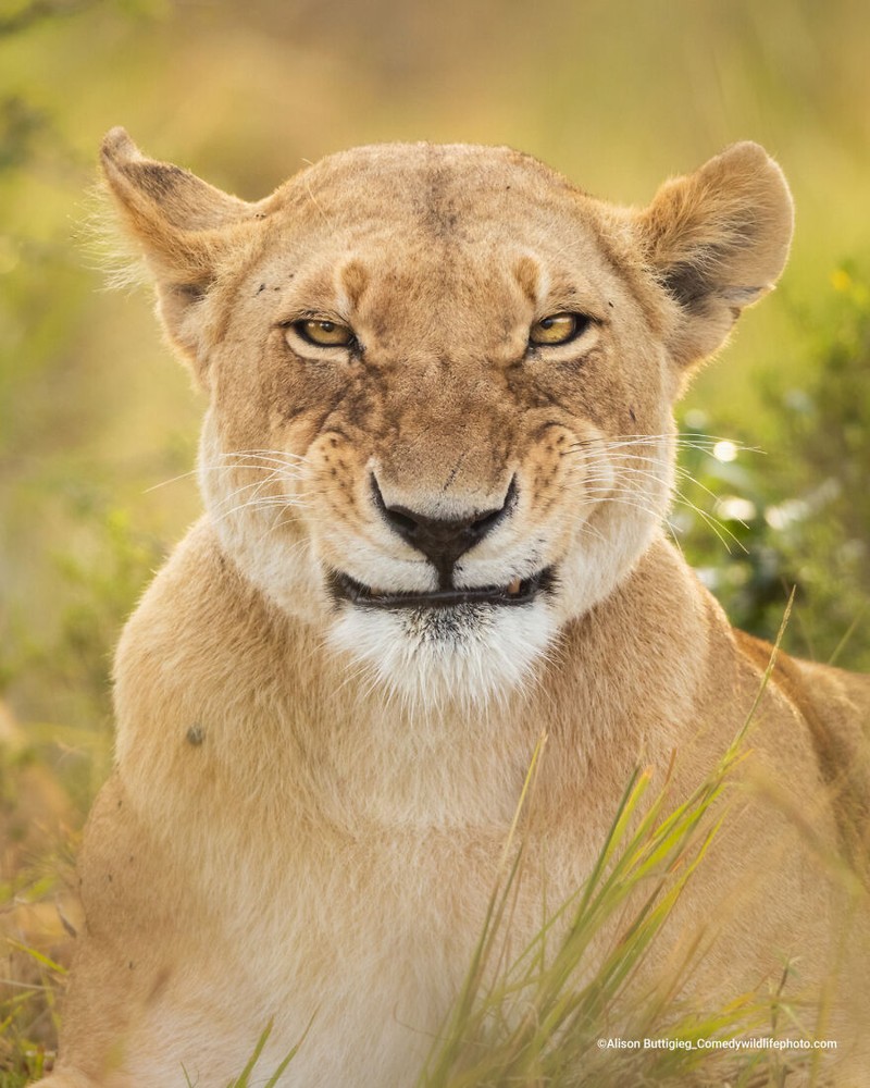 Comedy Wildlife Photography Awards 2022