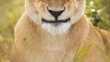 Apa Maksudmu Tersenyum?! Aku Tersenyum! karya Alison Buttigieg Foto: Comedy Wildlife Photography Awards