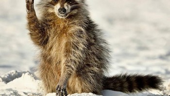 Halo Semuanya karya Miroslav Srb Foto: Comedy Wildlife Photography Awards