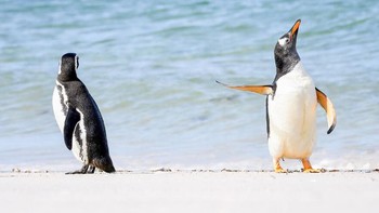 Bicara sama sirip! karya Jennifer Hadley Foto: Comedy Wildlife Photography Awards