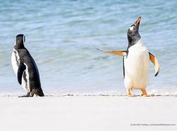 Karya Finalis Kontes Foto Kocak Hewan, Asli Bikin Ngakak!