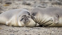 Comedy Wildlife Photography Awards 2022