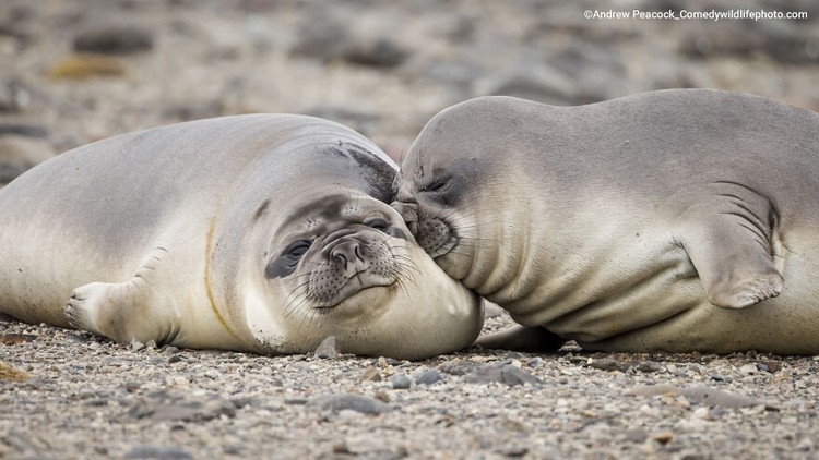 Comedy Wildlife Photography Awards 2022