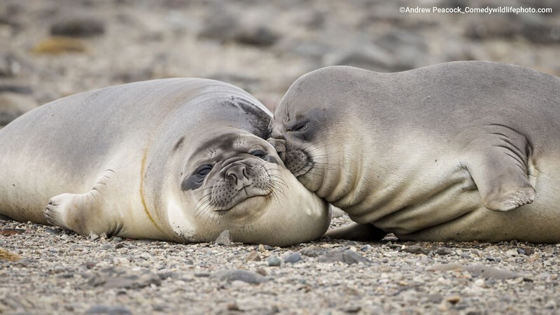 Comedy Wildlife Photography Awards 2022