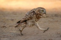 Comedy Wildlife Photography Awards 2022