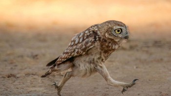 Rushing Little Owl Fledgeling Oleh Shuli Greenstein Foto: Comedy Wildlife Photography Awards