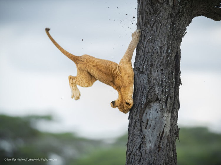 Comedy Wildlife Photography Awards 2022