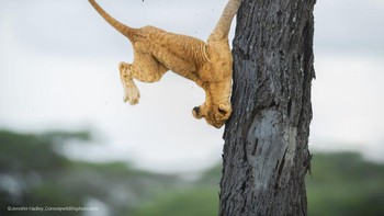 Not So Cat-Like Reflexes oleh Jennifer Hadley Foto: Comedy Wildlife Photography Awards