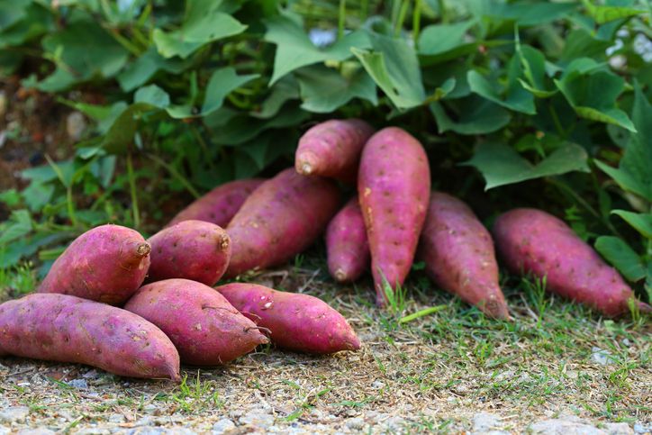 Heboh! Ada Ubi Sebesar Kepala hingga Daun Bawang Setinggi Manusia