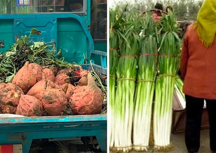 Heboh! Ada Ubi Sebesar Kepala hingga Daun Bawang Setinggi Manusia