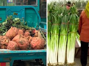Heboh! Ada Ubi Sebesar Kepala hingga Daun Bawang Setinggi Manusia