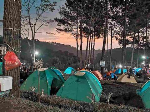 hutan pinus trawas